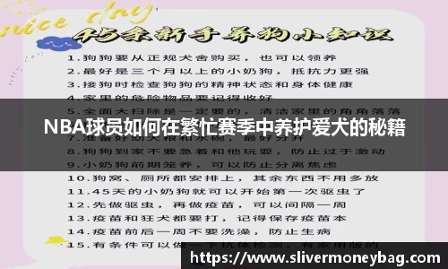 NBA球员如何在繁忙赛季中养护爱犬的秘籍